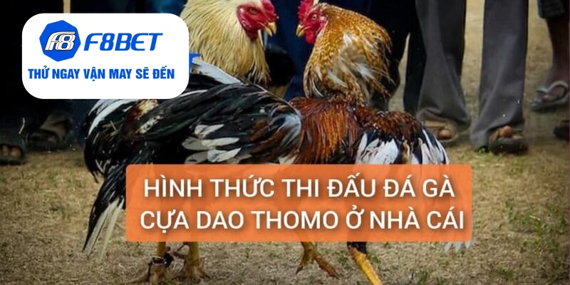 Giới thiệu hình thức thi đấu đá gà cựa dao Thomo tại nhà cái